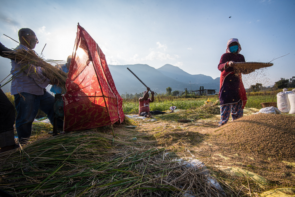 धान भित्र्याउने चटारो (फोटो फिचर)