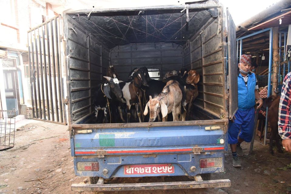 ‘कोरोना महामारीले उपत्यकामा चौपाया खपत घट्ने’