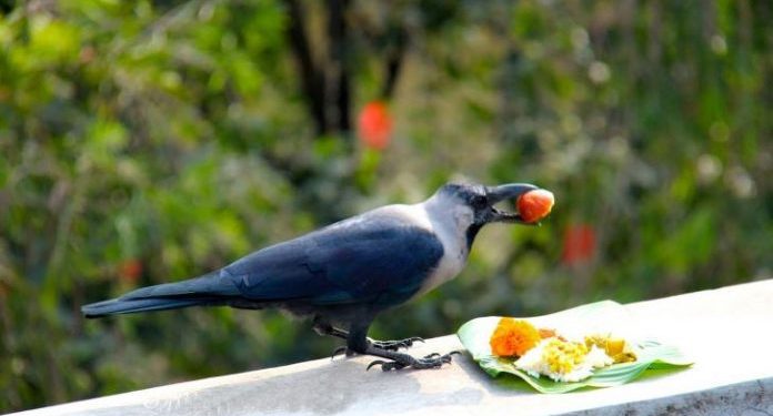 यमपञ्चकको पहिलो दिन : धनतेरस र कागतिहार