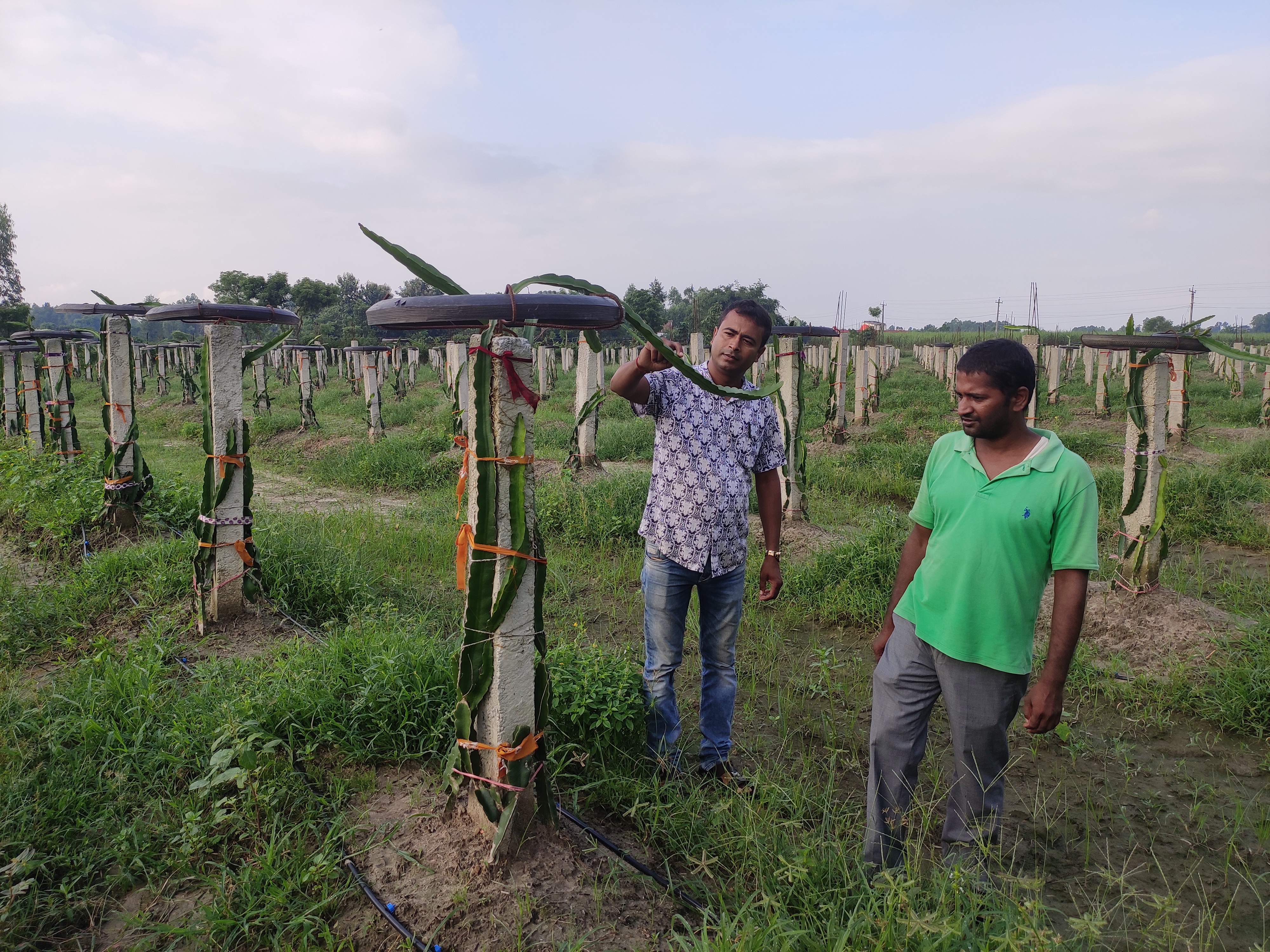 ३० लाखको लगानीमा ड्रागन खेती