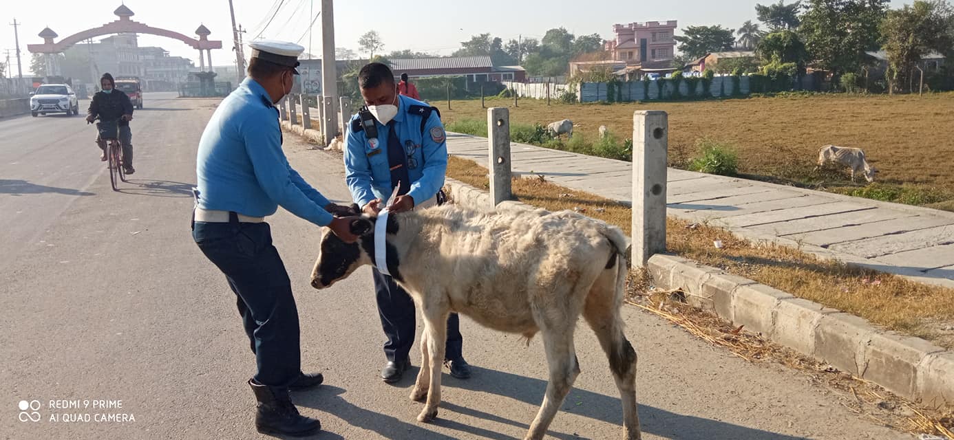 छाडा चौपायालाई टल्किने स्टिकर 