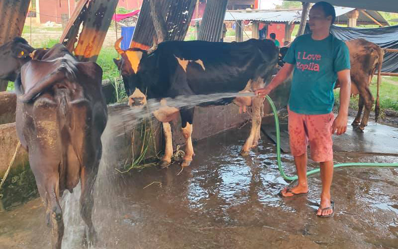 गाईपालनमा रमाउँदै दिपेन्द्र