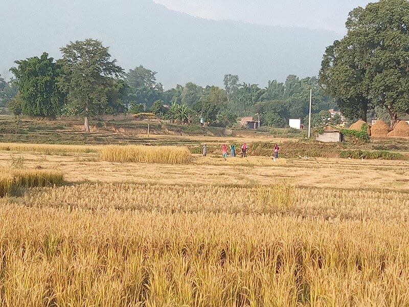 कर्णालीमा  धान उत्पादनमा वृद्धि