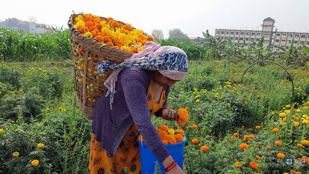 बेमौसमी फूलखेतीमा रमाउँदै तिलोत्तमाका महिला