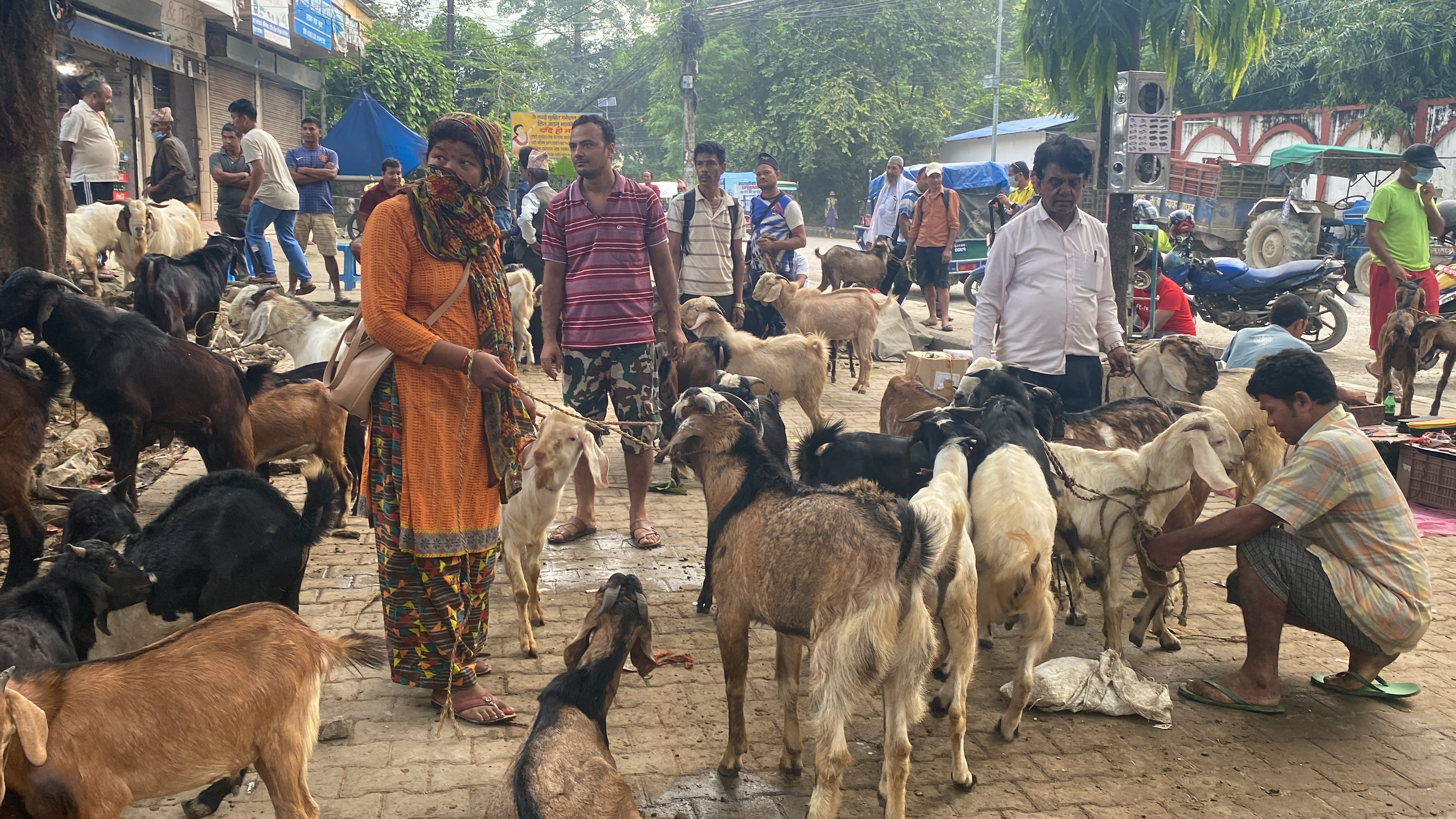 दशैंंका लागि पहाडबाट तराई झार्न थालियो खसी बोका