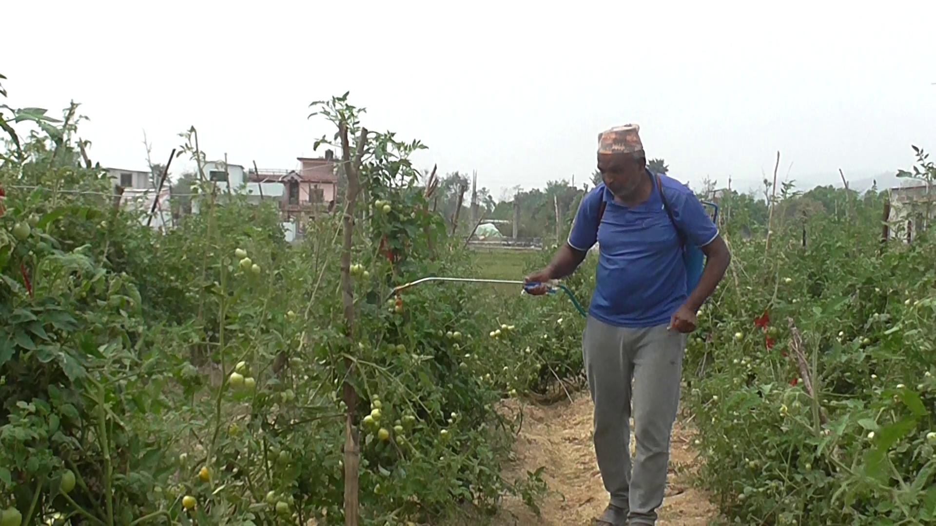 झन्झटिलो बैङ्किङ प्रक्रिया : किसानले लिएनन् शून्य ब्याजदरको पैसा 