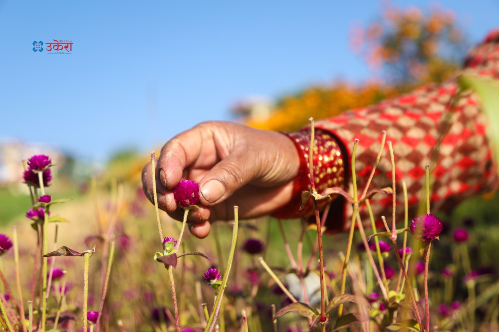 नालामा फुलेका सुन्दर फूल (फोटोफिचर)