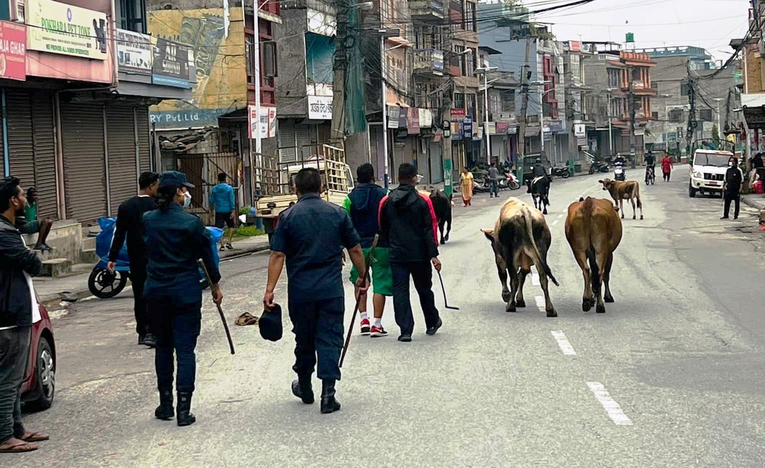 पोखरा महानगरपालिकाले थाल्यो  सडकमा छाडिएका छाडा चौपाया नियन्त्रण लिने अभियान