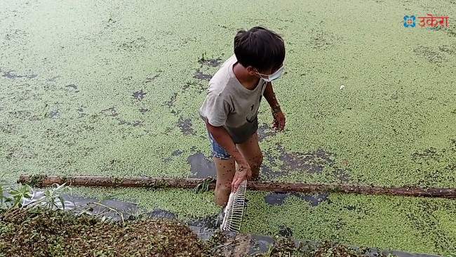 कमलपोखरीको लेउ हटाउन २ लाख बजेट