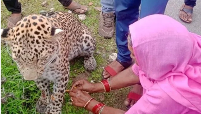 राजस्थानी महिलाले चितुवाको खुट्टामा बाँधिन् राखी