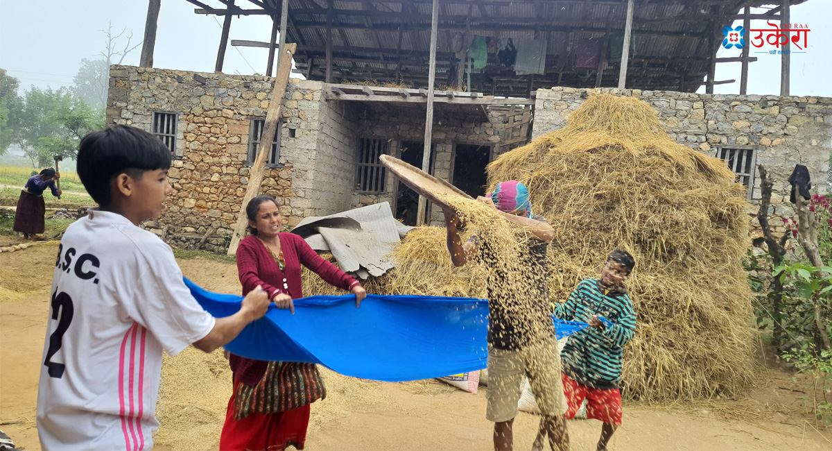 घुटिरो हानेर धान बत्ताउँदै सुर्खेतका किसान (तस्बिरहरू)