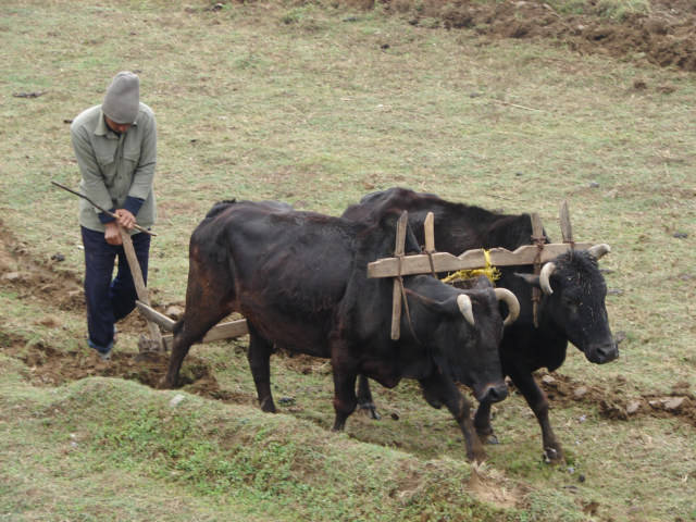 हलगोरु पालेमा दश हजार अनुदान पाइने