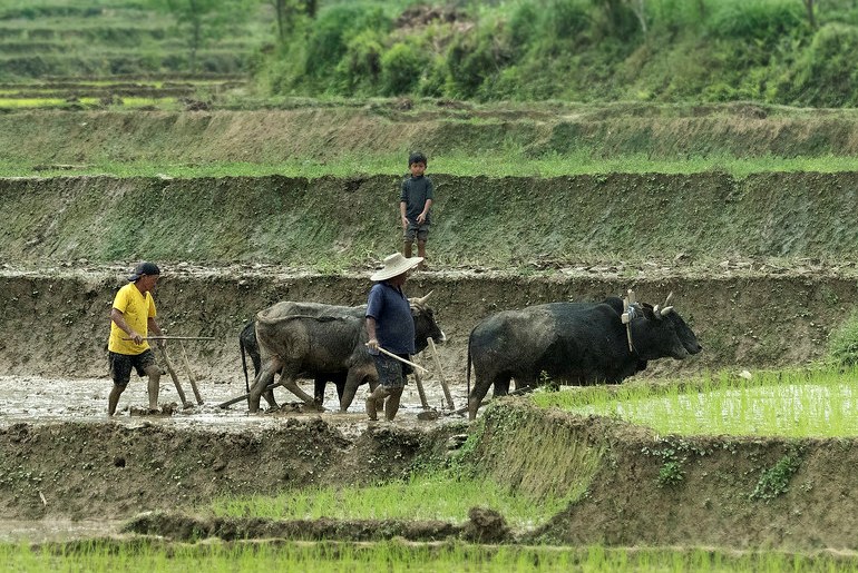 गोरु पाले बापत ७७६ कृषकले पाए १० हजार अनुदान