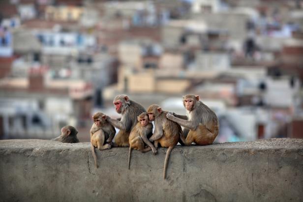 जहाँ बाँदरको नाउँमा छ ३२ एक्कड जमिन